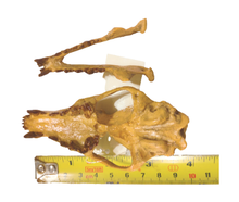 Laden Sie das Bild in den Galerie-Viewer, Hesperocyon gregarius skull cast replica (item #RF012)