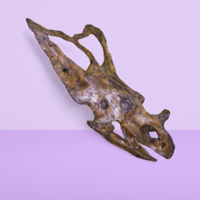 Load image into Gallery viewer, Chasmosaurus Skull cast replica dinosaur skull