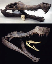 Charger l&#39;image dans la galerie, Sarcosuchus imperator Supercroc Skull cast replica