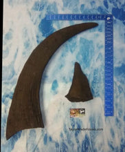 Cargar imagen en el visor de la galería, Woolly Rhino horns cast replicas