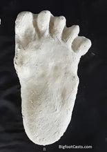 Load image into Gallery viewer, 1984 Paul Freeman&#39;s &quot;Wrinkle Foot&quot; cast  &quot;B&quot; Bigfoot Sasquatch footprint track cast replicas