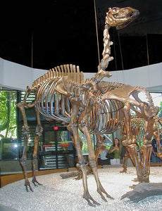 Camelops Yesterday's Camel Skeleton cast replica (mounted)