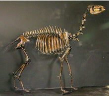 Charger l&#39;image dans la galerie, Camelops Yesterday&#39;s Camel Skeleton cast replica (mounted)