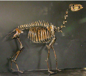 Camelops Yesterday's Camel Skeleton cast replica (mounted)